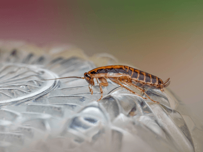 About WI Bug Busters - Pest Control Experts in Milwaukee